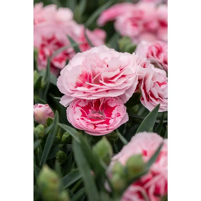 Piardino Clavel - Dianthus caryophyllus, Tamaño de maceta: 15 cm, En función de la variedad - Primer plano de claveles rosas con manchas rojas, destacando sus delicados pétalos y el fresco entorno verde.