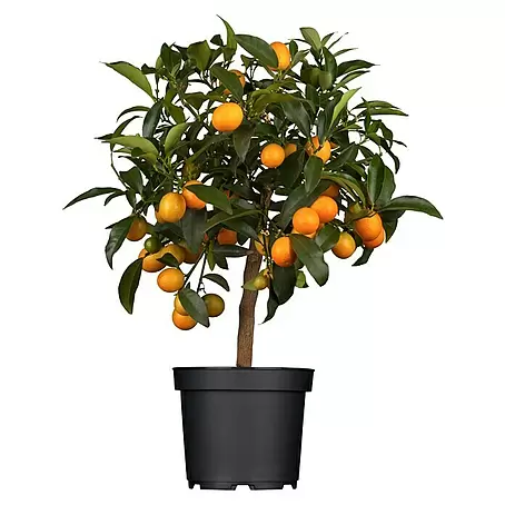 Piardino  Kumquat