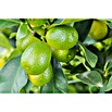Kumquat (Citrus fortunella, Topfgröße: 18 cm) | BAUHAUS