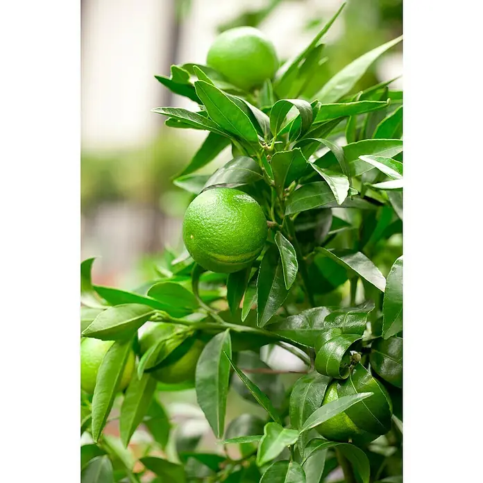 Piardino Mandarino - Citrus x aurantium - Primer plano de un limonero verde con limas maduras y hojas verdes brillantes, que muestra frescura y crecimiento.