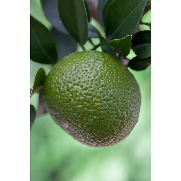 Piardino Mandarino - Citrus x aurantium - Primer plano de un cítrico verde, probablemente una lima, en un árbol mostrando su piel rugosa y rodeado de hojas.
