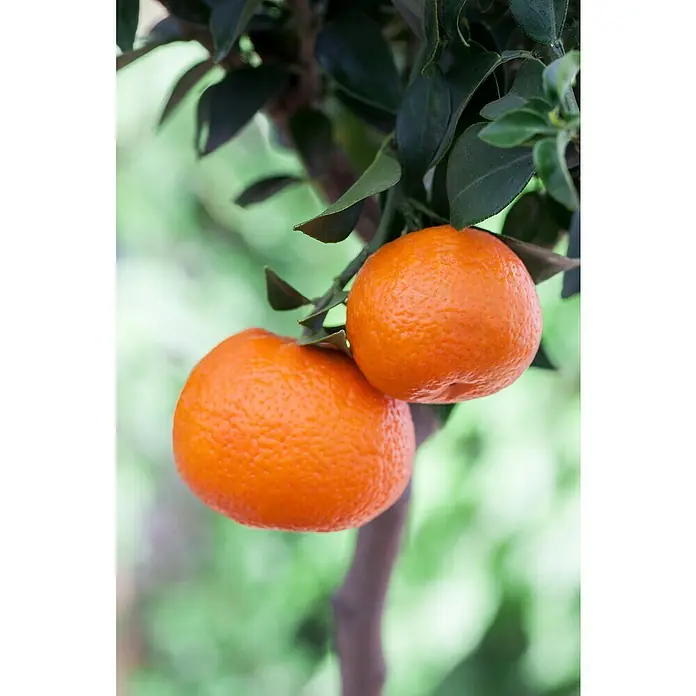 Piardino Mandarino - Citrus x aurantium - Primer plano de dos mandarinas de color naranja brillante que cuelgan de un árbol, rodeadas de hojas verdes.