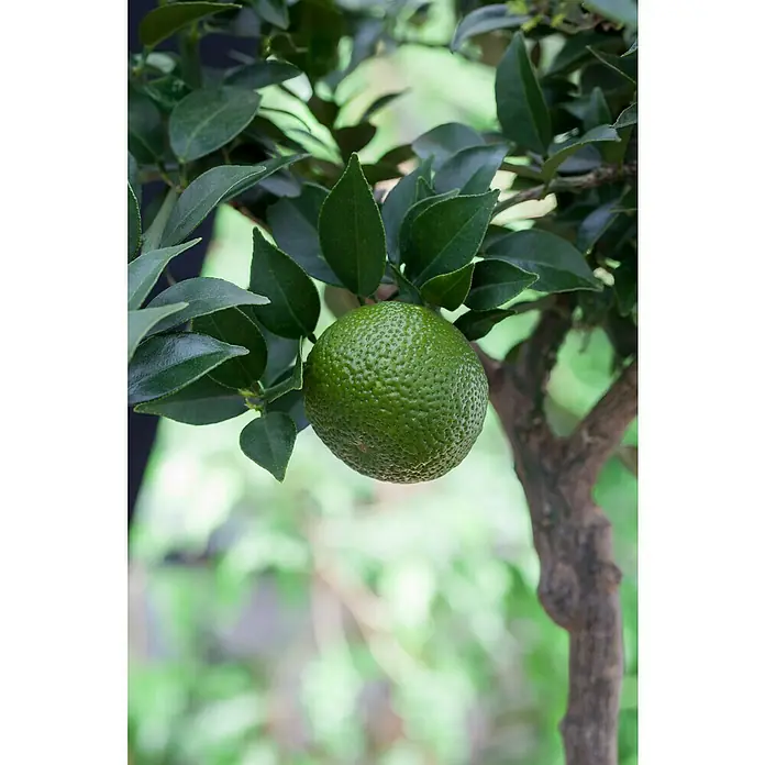 Piardino Mandarino - Citrus x aurantium - Primer plano de una lima colgada de un árbol, mostrando la fruta verde y el follaje del árbol. Buena fuente de vitamina C.