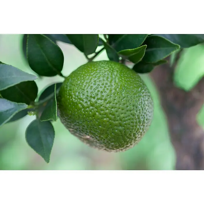 Piardino Mandarino - Citrus x aurantium - Primer plano de una lima verde en el árbol, rodeada de hojas. La fruta cítrica madura está lista para ser cosechada y utilizada.