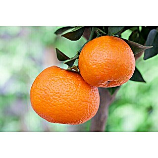 Piardino Mandarino (Citrus x aurantium)