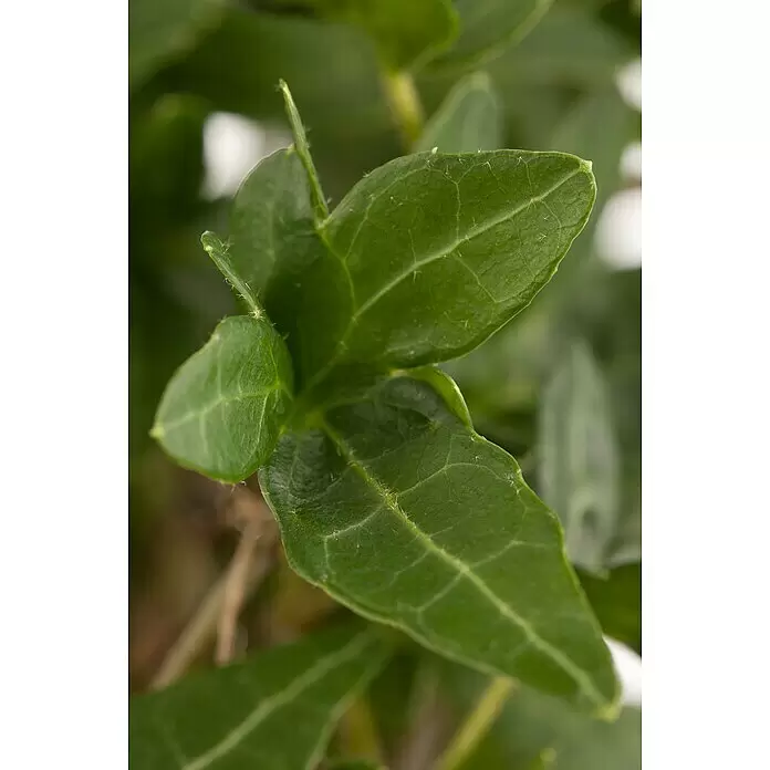 Piardino Efeu - Hedera helix - Leuchtend grüne Pflanzenblätter mit deutlich sichtbaren Adern und feinen, weichen Haaren auf der Oberfläche.