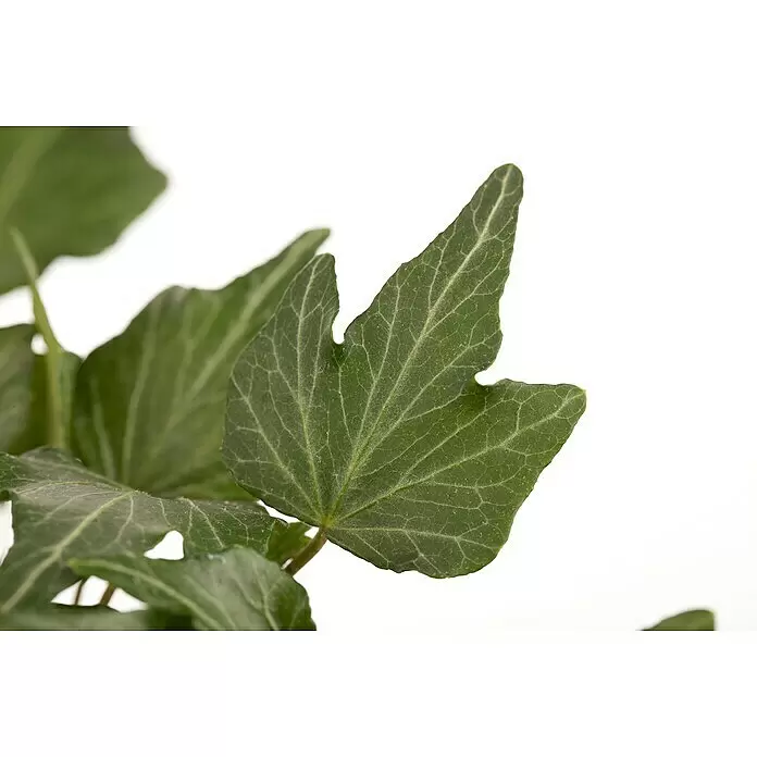 Piardino Efeu - Hedera helix - Nahaufnahme eines leuchtend grünen Efeublatts mit sichtbaren Adern und spitzen Lappen.