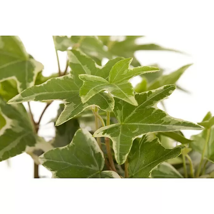 Piardino Efeu - Hedera helix - Buntblättrige Efeupflanze mit grünen, weiß geränderten Blättern.