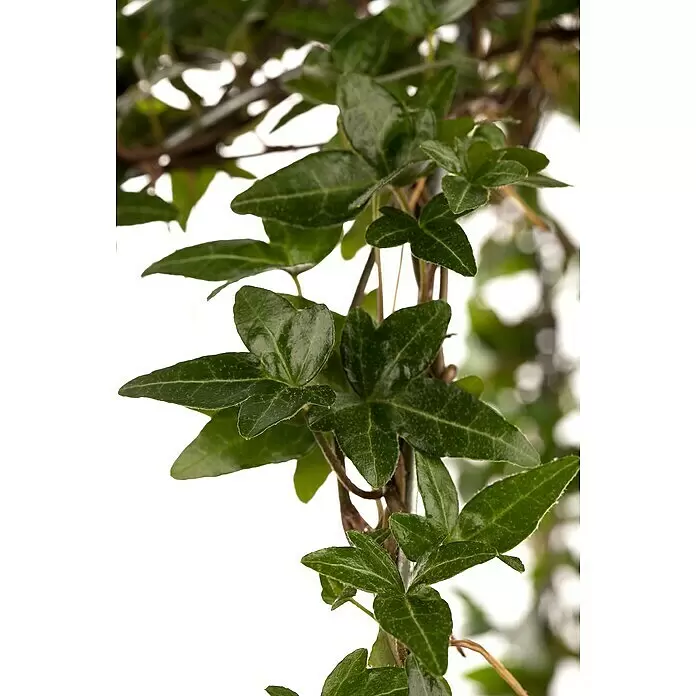 Piardino Efeu - Hedera helix - Nahaufnahme von leuchtend grünen Efeublättern an einer Kletterpflanze.