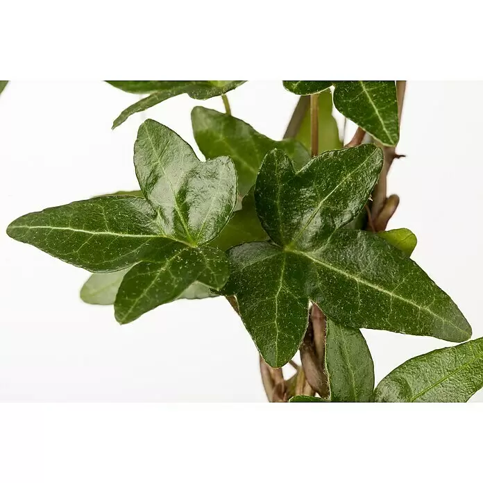 Piardino Efeu - Hedera helix - Nahaufnahme von leuchtend grünen Efeublättern mit sichtbaren Adern und leichtem Flaum.