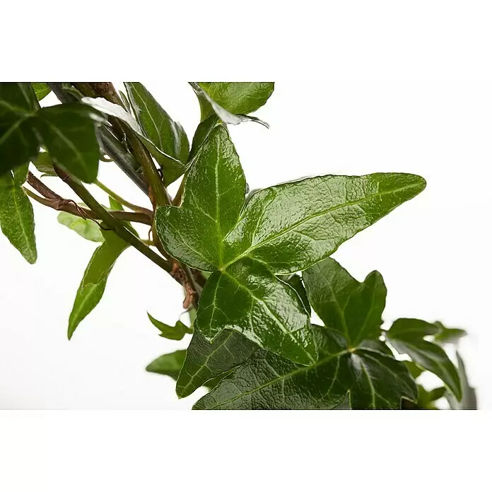 Piardino Efeu - Hedera helix - Satte grüne Efeupflanze mit glänzenden, gelappten Blättern und sichtbaren Stängeln.
