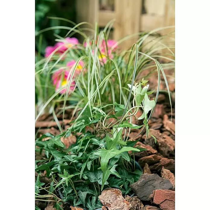 Piardino Efeu - Hedera helix - Topfgrüner Efeu mit sternförmigen Blättern und panaschiertem Gras, mit dekorativen Rindenmulch in einer Gartenumgebung arrangiert.