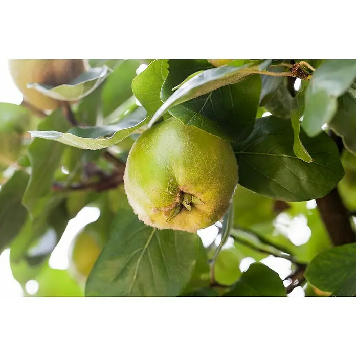 Piardino Membrillo - Cydonia oblonga, Tamaño de maceta: 19 cm - Primer plano de un membrillo con una superficie difusa, rodeado de hojas verdes, que crece en un árbol.