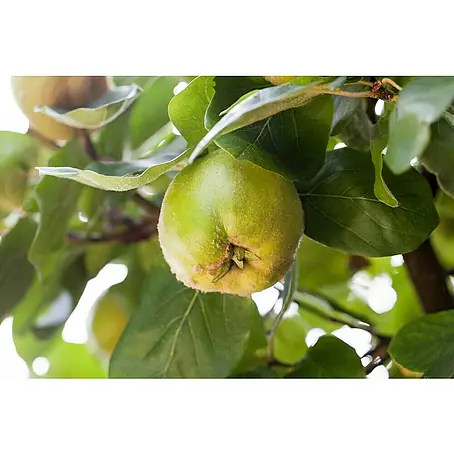 Piardino  Membrillo