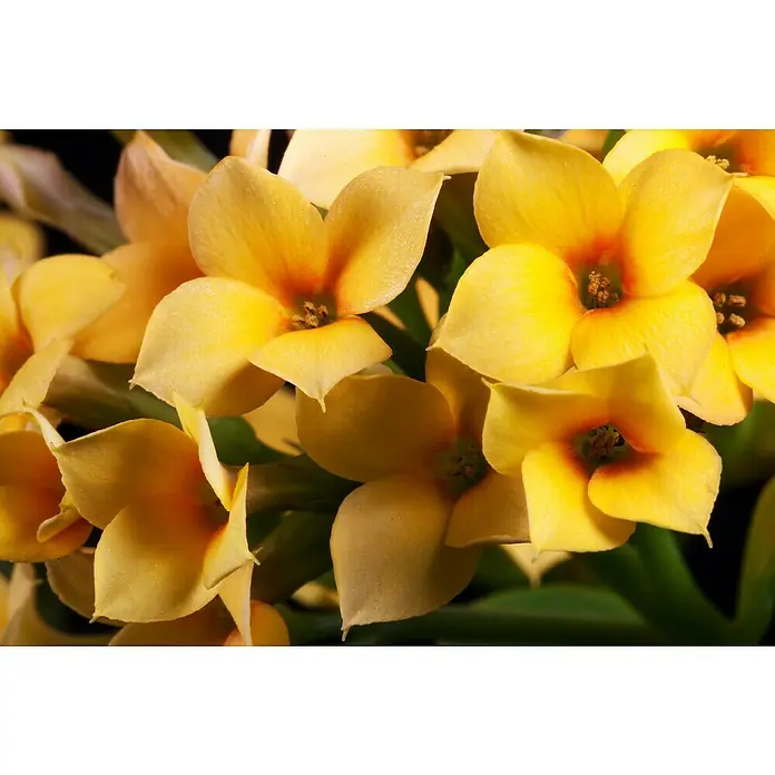 Piardino Flammendes Käthchen - Kalanchoe blossfeldiana, Topfgröße: 10 cm, Rot/Rosa/Violett/Weiß/Gelb - Nahaufnahme von Kalanchoe-Blüten mit gelben Blütenblättern und orangefarbenen Zentren, die die Schönheit und Details der Pflanze hervorheben.
