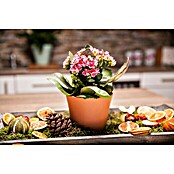 Kalanchoe im Keramiktopf 0 i.F. gem.