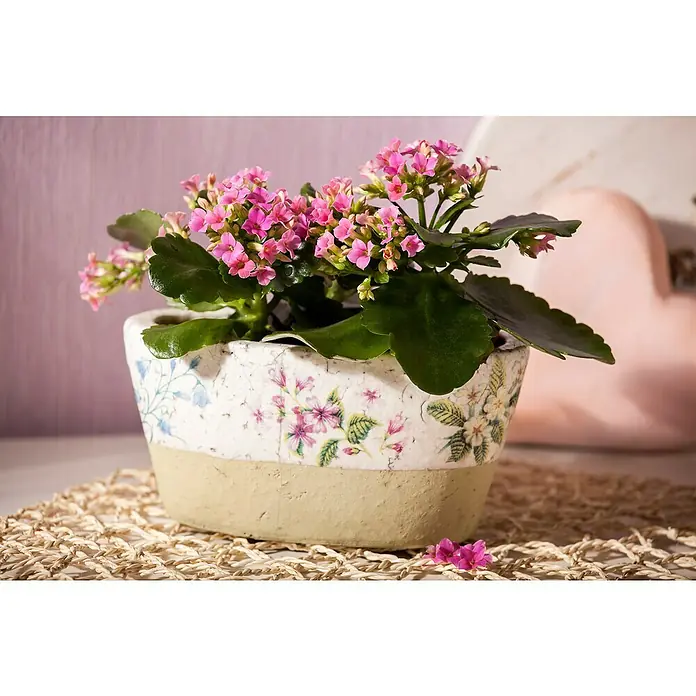 Piardino Flammendes Käthchen - Kalanchoe blossfeldiana, Topfgröße: 10 cm, Rot/Rosa/Violett/Weiß/Gelb - Nahaufnahme einer Kalanchoe-Pflanze mit rosa Blüten in einem verzierten Topf auf einer Tischdecke.