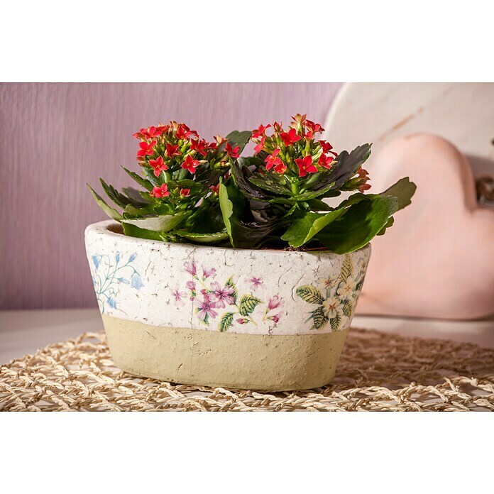 Kalanchoe im Keramiktopf 0 i.F. gem.