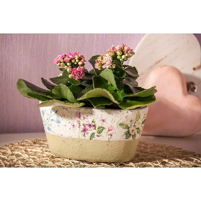 Kalanchoe im Keramiktopf 0 i.F. gem.