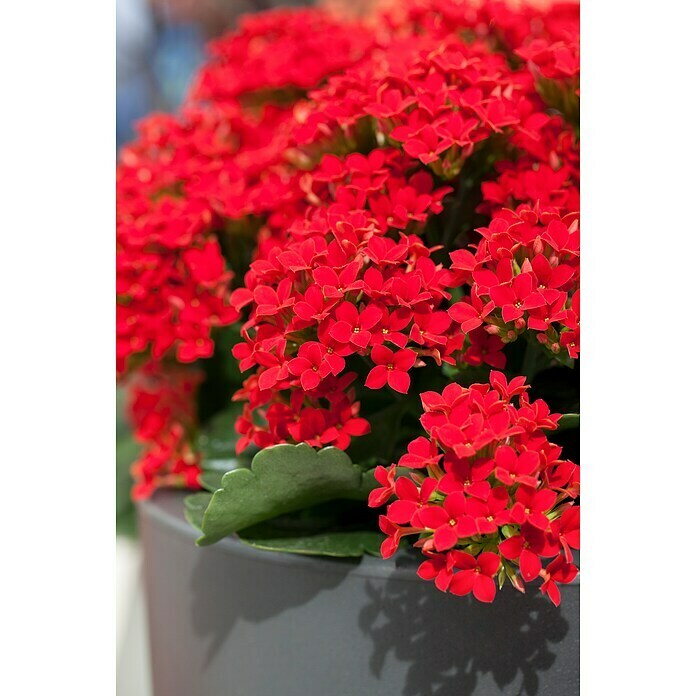 Kalanchoe im Keramiktopf 0 i.F. gem.