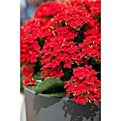 Kalanchoe im Keramiktopf 0 i.F. gem.