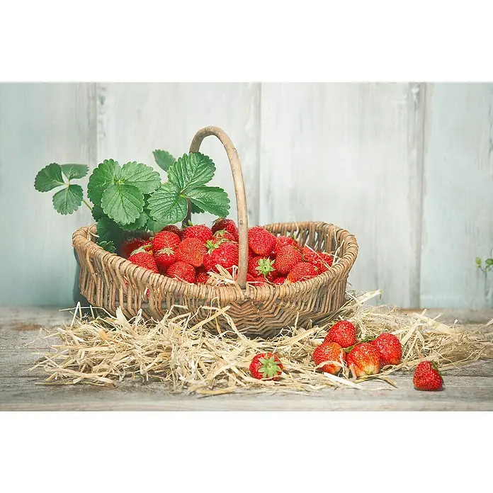 Piardino Erdbeere - Fragaria x ananassa 'Rendezvous', Topfgröße: 10 cm, Erntezeit: Juni - Ein rustikaler Korb voller frischer Erdbeeren, umgeben von Stroh, vor einem Holzhintergrund. Die Erdbeeren strahlen Frische aus.