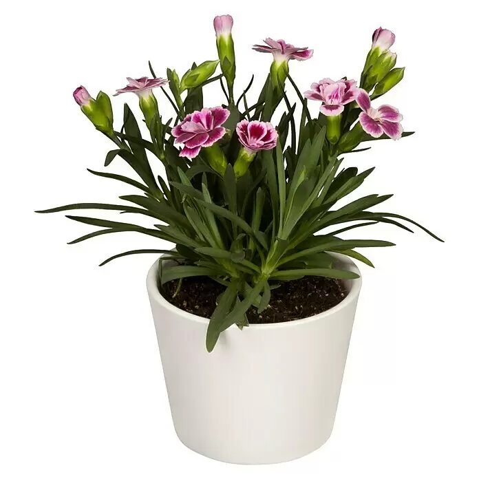 Piardino Gartennelke Mini Pink Kisses ® - Dianthus caryophyllus, Topfgröße: 6 cm, Lila/Weiß - Topfpflanze mit rosa Blüten und grünen Blättern in einem weißen Topf.