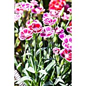 Dianthus caryophyllus 18 Pink Kiss dufte