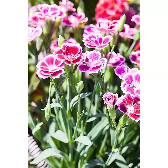 Piardino Gartennelke Mini Pink Kisses ® - Dianthus caryophyllus, Topfgröße: 6 cm, Lila/Weiß - Lebhafte rosa-weiße Blüten mit grünen Stielen und Knospen in einem Garten blühend.