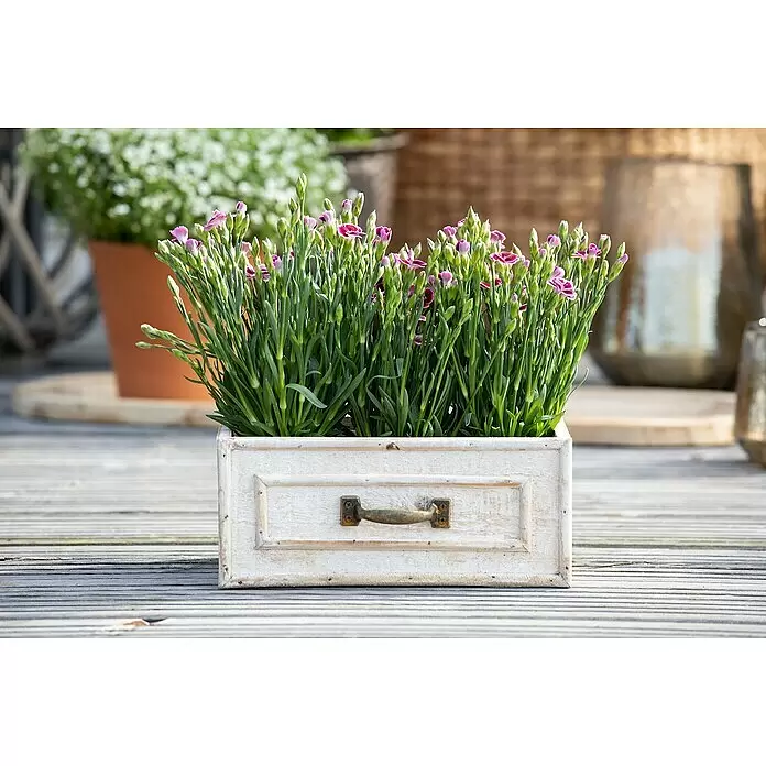 Piardino Gartennelke Mini Pink Kisses ® - Dianthus caryophyllus, Topfgröße: 6 cm, Lila/Weiß - Weißer Holz-Pflanzkasten mit rosa Nelken auf einer Holzterrasse.