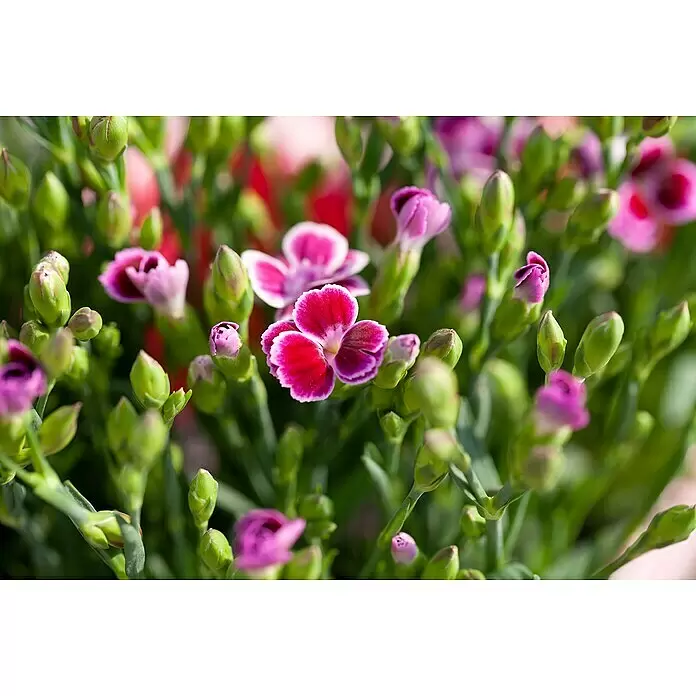 Piardino Gartennelke Mini Pink Kisses ® - Dianthus caryophyllus, Topfgröße: 6 cm, Lila/Weiß - Blühende rosa und lila Blumen mit weißen Rändern, eingebettet zwischen grünen Knospen und Blättern.