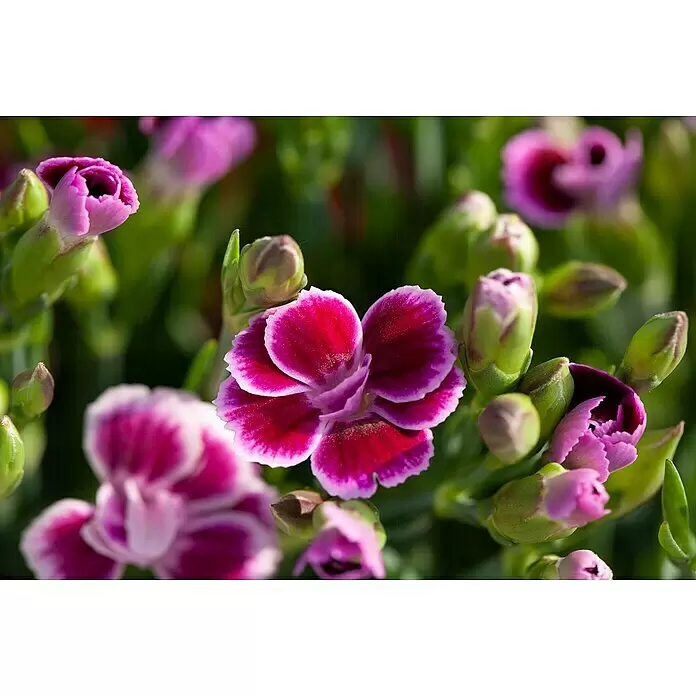 Piardino Gartennelke Mini Pink Kisses ® - Dianthus caryophyllus, Topfgröße: 6 cm, Lila/Weiß - Dianthus-Blüten in Fuchsia und Lila, teils offen, teils Knospen.