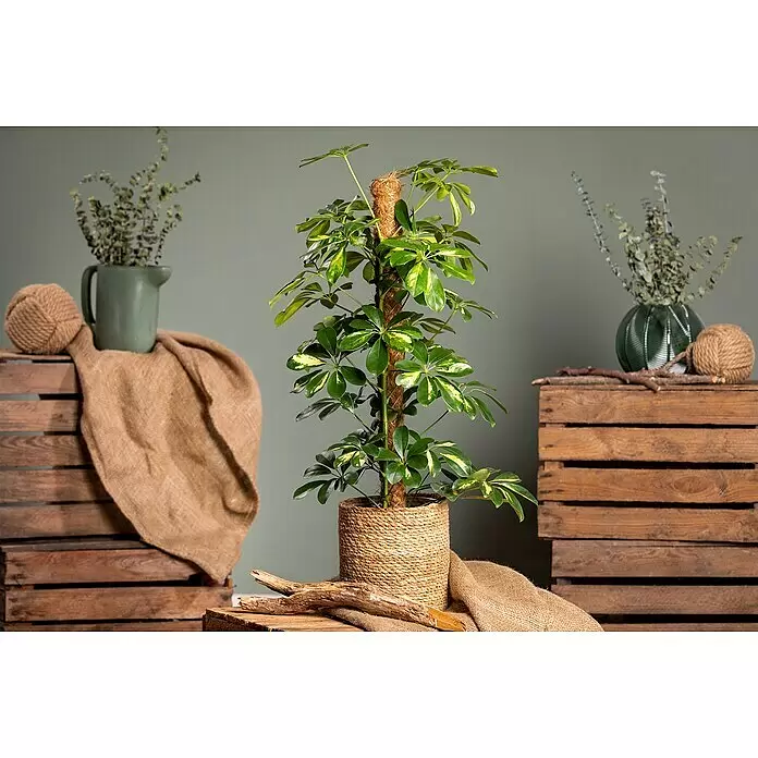 Piardino Strahlenaralie - Schefflera arboricola 'Gold Capella', Topfgröße: 19 cm, Gelb-Grün - Stimmungsaufnahme