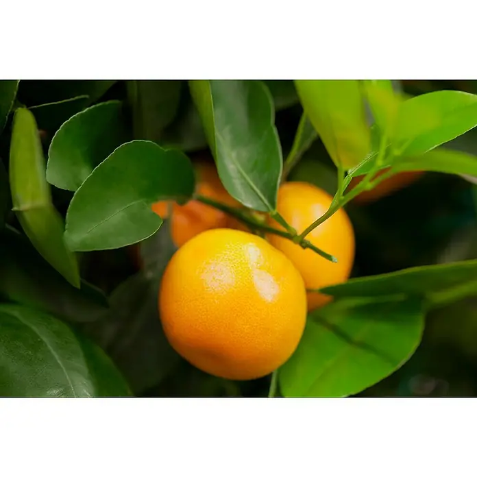 Piardino Árbol frutal Naranjo - Citrus x sinensis, Volumen de la maceta: 10 l - Primer plano de kumquats entre hojas verdes. La fruta de color naranja brillante destaca, invitando a probarla.