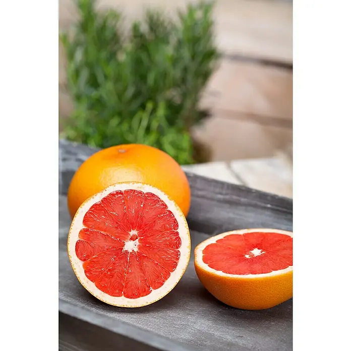 Piardino Árbol frutal Naranjo - Citrus x sinensis, Volumen de la maceta: 10 l - En una bandeja gris, tres pomelos jugosos, uno cortado por la mitad, se asientan sobre un fondo verde borroso.