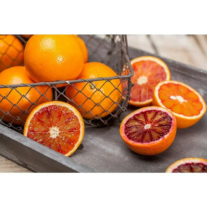 Piardino Árbol frutal Naranjo - Citrus x sinensis, Volumen de la maceta: 10 l - La imagen muestra un primer plano de naranjas sanguinas en una cesta de alambre y en una bandeja gris. Las naranjas sanguinas son jugosas, frescas y apetitosas.