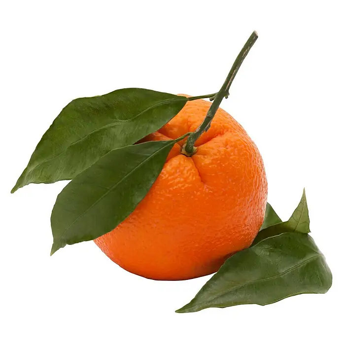 Piardino Árbol frutal Naranjo - Citrus x sinensis, Volumen de la maceta: 10 l - Mandarina jugosa con hojas verdes sobre fondo negro.