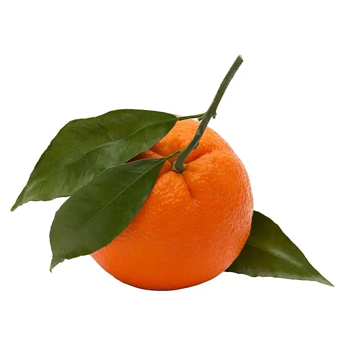 Piardino Árbol frutal Naranjo - Citrus x sinensis, Volumen de la maceta: 10 l - Naranja jugosa con hojas verdes. Ideal como merienda saludable o para hacer zumo de naranja refrescante.