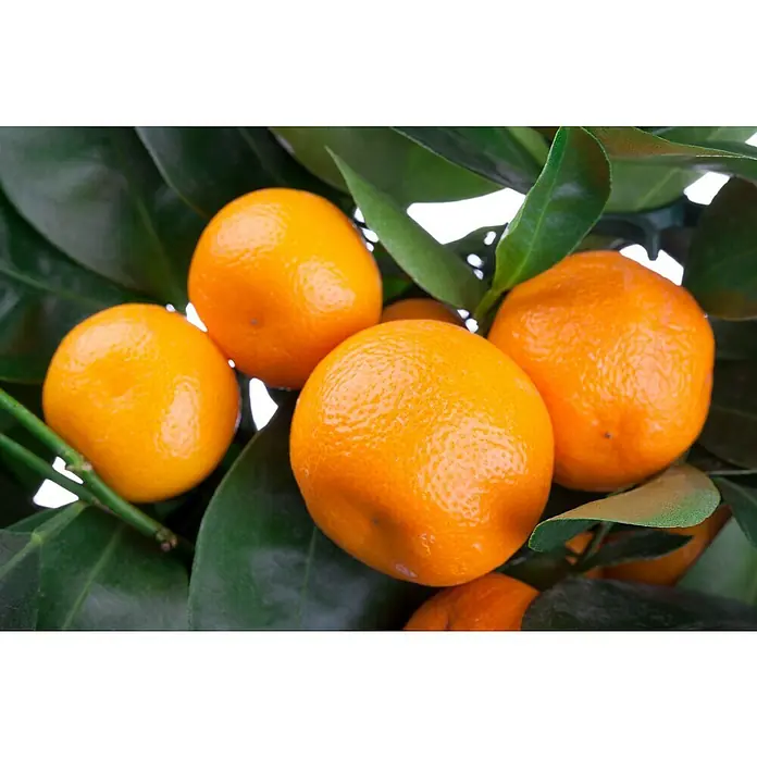 Piardino Árbol frutal Naranjo - Citrus x sinensis, Volumen de la maceta: 10 l - Un primer plano muestra un grupo de mandarinas de color naranja vibrante escondidas entre las hojas verdes de un mandarino.