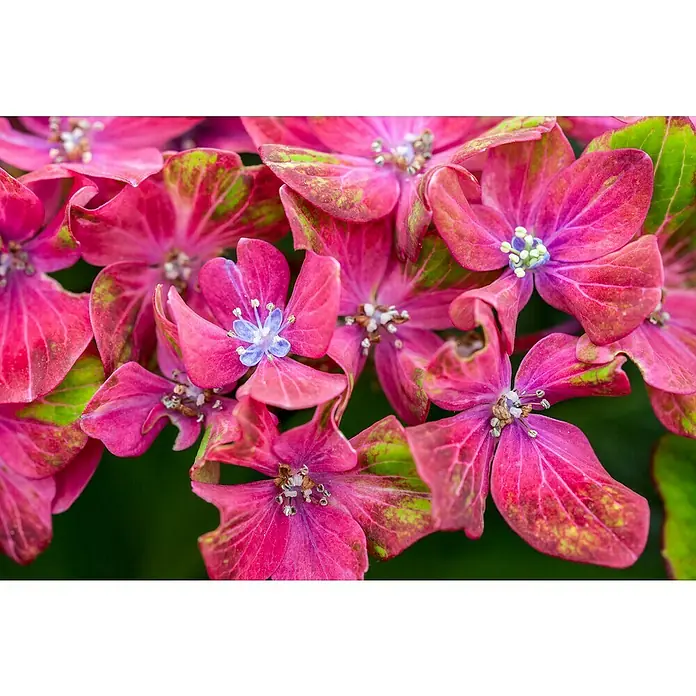 Piardino Bauernhortensie - Hydrangea macrophylla, Topfgröße: 14 cm, Mehrfarbig - Nahaufnahme einer Hortensienblüte in leuchtendem Rosa mit grünen Akzenten, die die zarte Schönheit der Blüte hervorhebt.