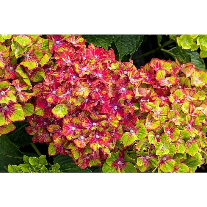 Piardino Bauernhortensie - Hydrangea macrophylla, Topfgröße: 14 cm, Mehrfarbig - Nahaufnahme einer auffälligen Hortensie mit roten, gelben und grünen Blütenblättern, die ein lebendiges Farbspiel zeigen.