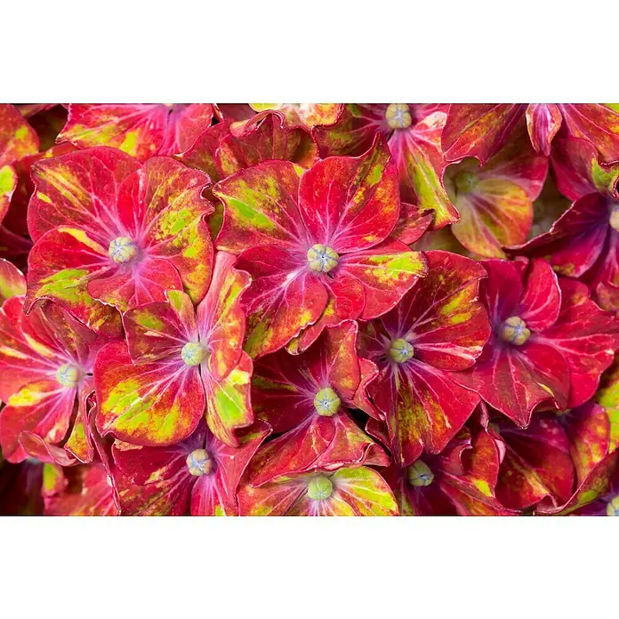 Piardino Bauernhortensie - Hydrangea macrophylla, Topfgröße: 14 cm, Mehrfarbig - Nahaufnahme von rot-gelben Hortensienblüten, die eine lebendige und farbenfrohe Textur zeigen. Die Blüten sind dicht gedrängt und bilden ein schönes Muster.