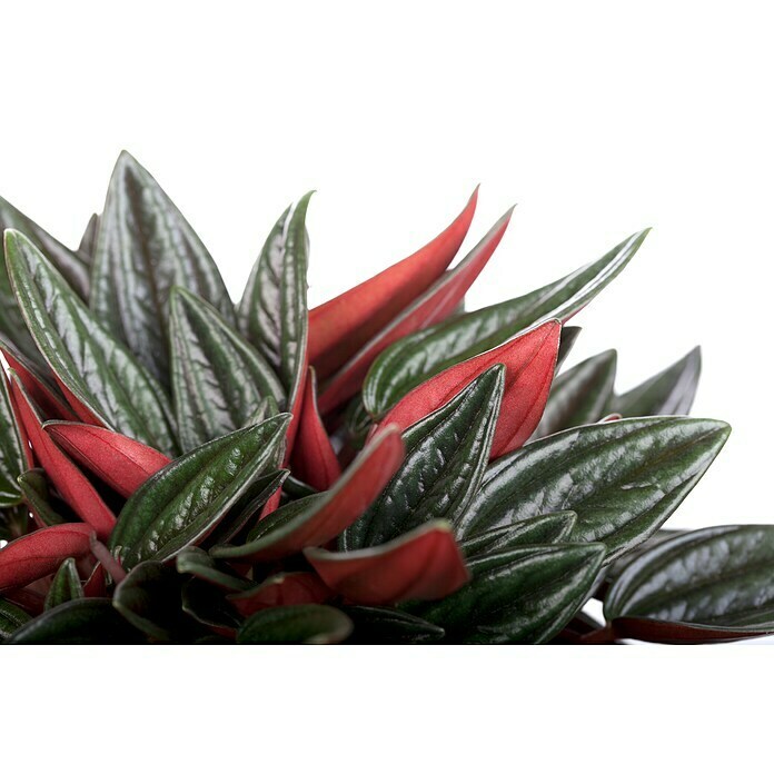 Peperomia rosso 15