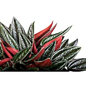 Peperomia rosso 15