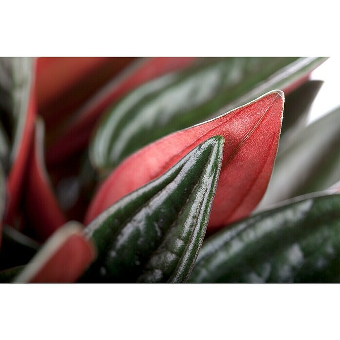 Peperomia rosso 15