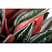 Peperomia rosso 15