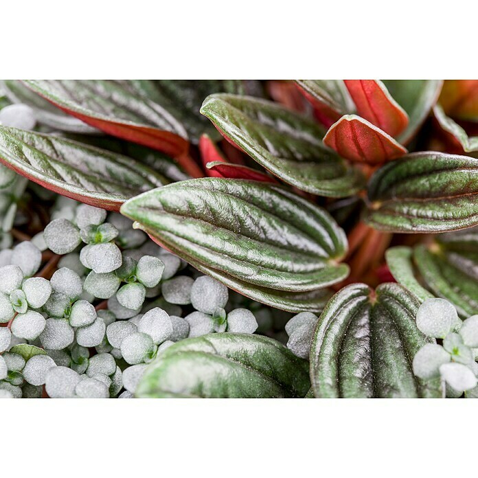 Peperomia rosso 15