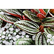 Peperomia rosso 15