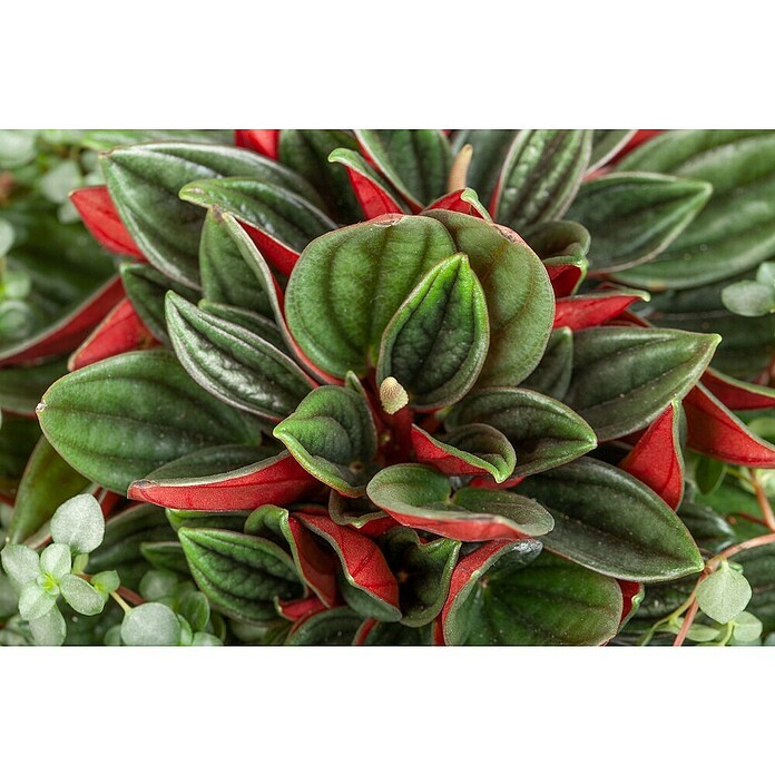 Peperomia rosso 15