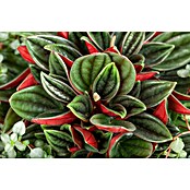 Peperomia rosso 15